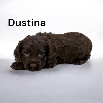 puppy, for, sale, Cocker Spaniel, Joe & Cherri  Overlease, dog, breeder, Miller, MO, dog-breeder, puppy-for-sale, forsale, nearby, find, puppyfind, locator, puppylocator, aca